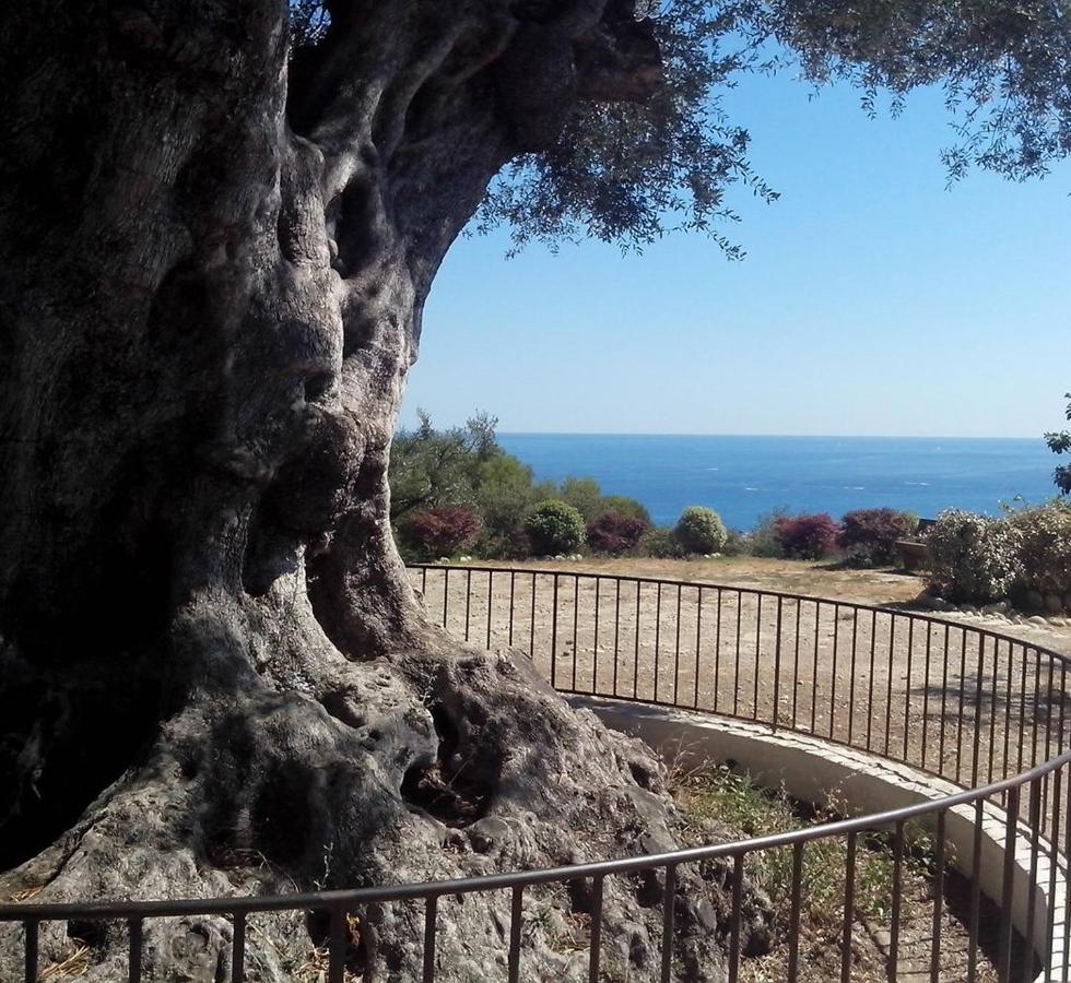 Garden * Nizza